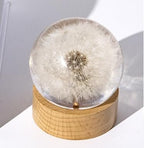 Real Dandelion Specimen in Clear Resin Sphere with Solid Wood Base - 2.36" Preserved Natural Dandelion Display, Botanical Home Decor, Scientific Collectible - color: Dandelion Specimen (2.36" Diameter)