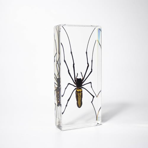 Taxidermy Spider, Real Spider Specimens Animal Specimen in Resin for Science Classroom Science Education, Great Gift for Fans of Taxidermy, Animal Skull, Oddities, Biology (5.5x2.5x0.7 Inch) - color: Spider (5.5x2.5x1 Inch)