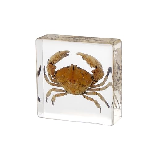 Taxidermy Crab, Real Crab Specimens Animal Specimen in Resin for Science Classroom Science Education, Great Gift for Fans of Taxidermy, Animal Skull, Oddities, Biology (3 x 3 x 1 inch) - color: Crab B