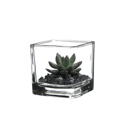 WGV 3 Inch Clear Square Cube Glass Votive Candle Holder Vase, Small Tiny Mercury Tea Light Terrarium Décor 3x3”, 1 Pc - color: Clear-square-3"