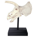 Design Toscano NE867039 Triceratops Dinosaur Skull Fossil Statue on Museum Mount,Multicolored - style: Triceratops Dinosaur Skull