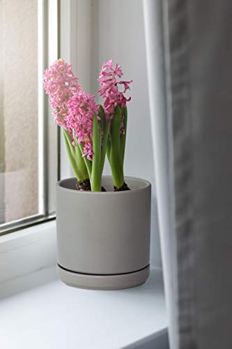 D'vine Dev Set of 2 Plants Pots, 6 Inch Ceramic Planter Pot for Plants with Drainage Hole and Saucer, Speckled Grey, 94-V-C-3 - color: Gray, size: 6 Inch