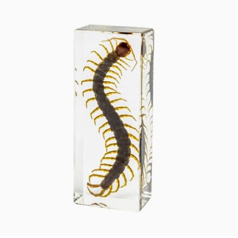 Real Specimen Preserved in Resin - Animal Taxidermy for Science Education, Great Gift for Fans of Taxidermy, Animal Skull, Biology (Centipede) - color: Centipede Specimen