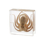 Taxidermy Octopus, Real Octopus Specimens Animal Specimen in Resin for Science Classroom Science Education, Great Gift for Fans of Taxidermy, Animal Skull, Oddities, Biology (3 x 3 x 1 inch) - color: Octopus