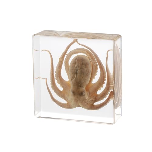 Taxidermy Octopus, Real Octopus Specimens Animal Specimen in Resin for Science Classroom Science Education, Great Gift for Fans of Taxidermy, Animal Skull, Oddities, Biology (3 x 3 x 1 inch) - color: Octopus