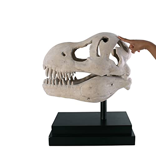 Design Toscano T-Rex Dinosaur Skull Fossil Statue on Museum Mount - style: T-Rex Dinosaur Skull