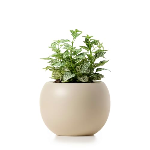 Ceramic Self Watering Plant Pot | 6.8 Inch Pot with 4.5 Inch Inner Pot for Small Plants | Ivory Pot for Indoor Plants | Round Self Watering Planter | Bottom Watering Pots for Indoor Plants