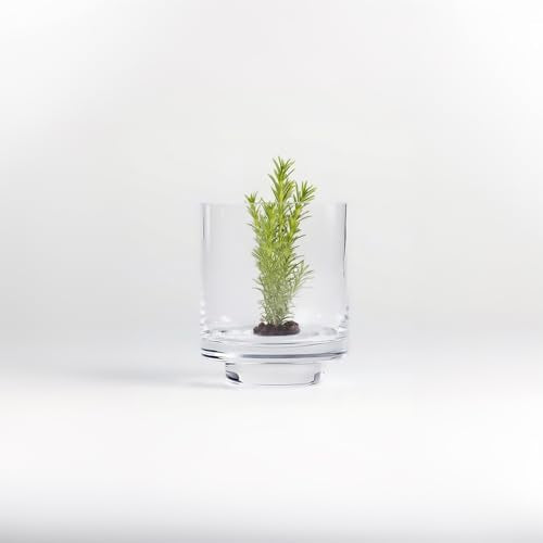WGVI Clear Glass Pedestal Hurricane Candle Holder, 3.8" W, 4.7" H, Footed Decorative Vase for Pillar Candles, Elevated Cylinder Candleholder on a Riser Round Base, Home Décor, 1 Piece - size: 5"H