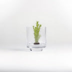 WGVI Clear Glass Pedestal Hurricane Candle Holder, 3.8" W, 4.7" H, Footed Decorative Vase for Pillar Candles, Elevated Cylinder Candleholder on a Riser Round Base, Home Décor, 1 Piece - size: 5"H