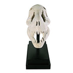 Design Toscano T-Rex Dinosaur Skull Fossil Statue on Museum Mount - style: T-Rex Dinosaur Skull