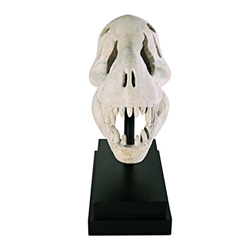 Design Toscano T-Rex Dinosaur Skull Fossil Statue on Museum Mount - style: T-Rex Dinosaur Skull