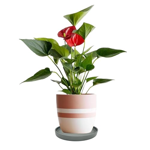 2 Pack Ceramic Plant Saucer Pot Tray 6 Inch, Planter Saucers 4 5 6 7 8 9 10 11 12 13 Inch for Indoors Outdoor, Durable Sturdy Flower Drainage drip Water Tray for Glazed Pots Base (6.4 Inch-Grey) - color: Gray, size: 6.4in 2pack