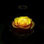 Preserved Real Roses with Colorful Mood Light Wishing Bottle,Eternal Rose，Never Withered Flowers, a Gifts for Women 4.3inch 1pcs (Yellow) - color: Yellow