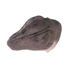 Design Toscano Giant Allosaurus Dinosaur Wall Trophy Sculpture, Mouth Closed - style: Allosaurus Dinosaur: Mouth Closed