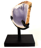 6.2" Display Stand for Slab/Slice/Fossil/Flat Minerals Base for Rocks Minerals and Crystals Black One Arm Two Prong Holder