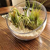 WGVI Clear Slant Cut Bowl Glass Vase, Glass Terrarium, Candy Dish, Glassware, Slant Open: 7". Height: 6" x 2.7". Base: 4" (1 Piece) - size: Slant Bowl 6"H