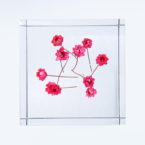 Acrylic Cube with Real Tiny Roses (Starflowers) Inside 6cm Cube Colorful Aesthetic Shelf Decor Desk Decor Paperweight for Girlfriend