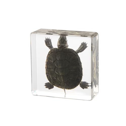 Taxidermy Turtle, Real Turtle Specimens Animal Specimen in Resin for Science Classroom Science Education, Great Gift for Fans of Taxidermy, Animal Skull, Oddities, Biology (3 x 3 x 1 inch) - color: Turtle
