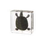 Taxidermy Turtle, Real Turtle Specimens Animal Specimen in Resin for Science Classroom Science Education, Great Gift for Fans of Taxidermy, Animal Skull, Oddities, Biology (3 x 3 x 1 inch) - color: Turtle
