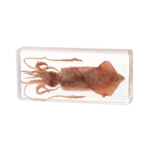 Taxidermy Squid, Real Squid Specimens Animal Specimen in Resin for Science Classroom Science Education, Great Gift for Fans of Taxidermy, Animal Skull, Oddities, Biology (5.5x2.5x0.7 Inch) - color: Squid (5.5x2.5x1 Inch)