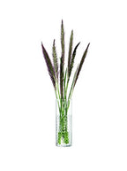 Wicker Vase H20cm Clear - size: 7.87"
