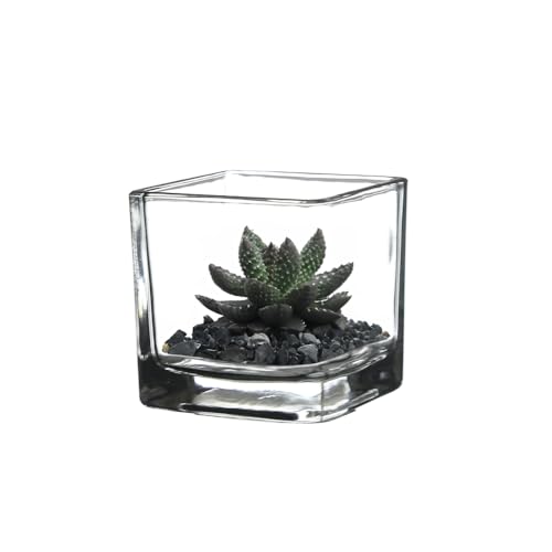 WGV 2 Inch Tea Light Votive Candle Holder, Clear, Square Cube 2”x2”, Small Tiny, Home Décor, Table Top, 1 Pc - color: Clear-square-2"