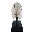 Design Toscano T-Rex Dinosaur Skull Fossil Statue on Museum Mount - style: T-Rex Dinosaur Skull