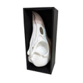 Raven Skull Book Nook Shelf Insert - Gothic Dark Academia Decor, Topographic 3D Raven Skull Bookend, Unique Mysterious Crow Skull Art for Bookshelf, Horror & Fantasy Gift for Book Lovers
