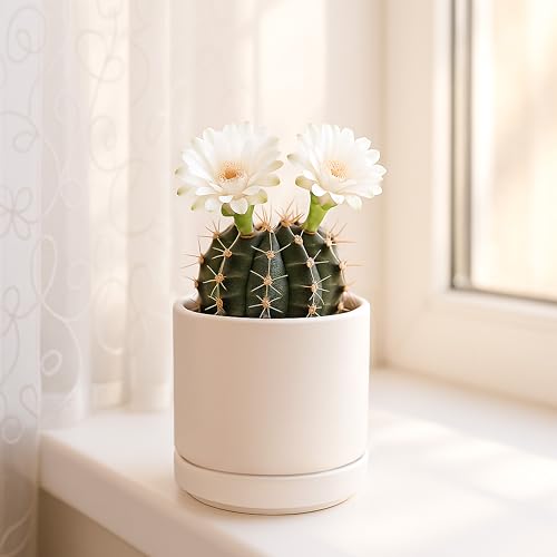 D'vine Dev Set of 4 Small Ceramic Plant Pots, 3.5 Inch Succulent Planter Pot for Plants with Drainage Hole and Saucer, Oatmeal, 94-X-A-8 - color: Oatmeal, size: 3.5 Inch