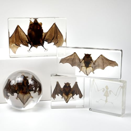 Real Specimen Preserved in Resin - Animal Taxidermy for Science Education, Great Gift for Fans of Taxidermy, Animal Skull, Biology (Big Bat) - color: Big Bat Specimen