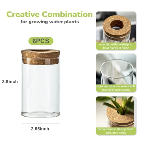 Snminetal Glass Plant Propagation Station Set of 6, Modern Desktop Flower Vase for Succulent Cuttings, Home Office Decoration, Ideal Housewarming Gift for Living Room, Bedroom