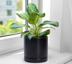 D'vine Dev Set of 2 Plants Pots, 6.5 Inch Ceramic Planter Pot for Plants with Drainage Hole and Saucer, Black, 94-V-C-2 - color: Black, size: 6 Inch