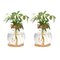Plant Propagation Station,Hydroponic Glass Container Vase Jars, with Wooden Saucer for Desks, Houses, Garden Decorations, Home Kitchen Decorations and Gifts for Plant Lovers (2)