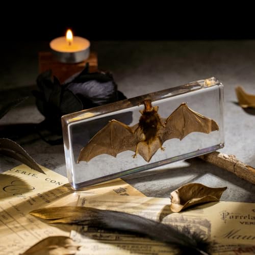 Real Bat Specimen in Clear Resin Block - Preserved Animal Taxidermy for Biology Study, Gothic Home Decor, Oddity Collections (5.5"x2.5"x0.7") Science Display & Unique Gift Idea - color: Bat Specimen (5.5" X 2.5" X 0.7")