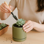 D'vine Dev Set of 2 Plants Pots, 3.5 Inch Ceramic Planter Pot for Plants with Drainage Hole and Saucer, Olive, 94-V-A-J - color: Olive, size: 3.5 Inch