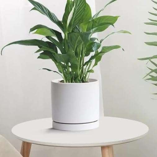 Yukfona Ceramic Plant Saucer Pot Tray 6、8、10 Inch White, Planter Saucers for Indoors Outdoor, Durable Sturdy Flower Drainage drip Water Tray for Glazed Pots Base - color: White, size: 6+8+10in 3pack