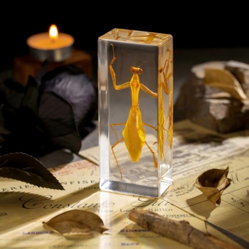 Real Mantis Specimen in Resin - Authentic Mantis Encased in Clear Resin Block, Perfect for Science Education, Oddities Collectors, and Biology Enthusiasts - color: Mantis Specimen