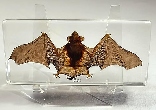 HQRP-Crystal 3-7/8" Acrylic Display Stand Pedestal for Crystal Heart / Slice/ Slab / Fossil and Other Collectible Stones - size: 3-7/8"