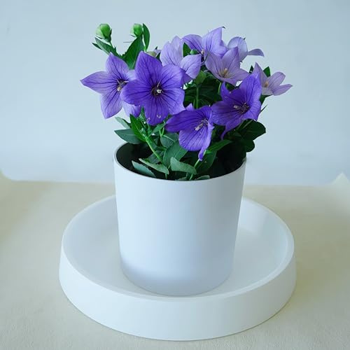 1 Pack Plant Saucer Tray for Ceramic Plastic Pots, 6 inch Plant Saucers for Indoors, Pot Saucers Trays, Flower Planter Water Drip Trays for Pots Base (6", White) - color: White, size: 6" (1 Pack)