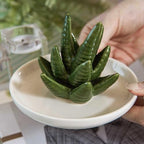 Aloe Ring Holder Dish, Ceramic Jewelry Tray Trinket Dish for Necklace Keychain Organizer, Cute Funny Birthday Wedding Mothers Day Gift for Women Friends Girls - style: Aloe