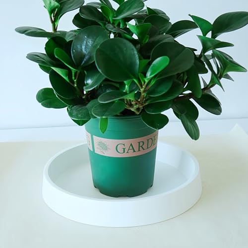 1 Pack Plant Saucer Tray for Ceramic Plastic Pots, 6 inch Plant Saucers for Indoors, Pot Saucers Trays, Flower Planter Water Drip Trays for Pots Base (6", White) - color: White, size: 6" (1 Pack)