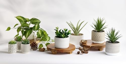 Kurrajong Farmhouse footed wooden tray | wood pedestal stand | 10" wide and 2" high round riser board | acacia wood pedestal board | plant holder