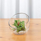 WGVI Clear Slant Cut Bowl Glass Vase, Glass Terrarium, Candy Dish, Glassware, Slant Open: 7". Height: 6" x 2.7". Base: 4" (1 Piece) - size: Slant Bowl 6"H