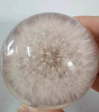 Real Dandelion Specimen in Clear Resin Sphere with Solid Wood Base - 2.36" Preserved Natural Dandelion Display, Botanical Home Decor, Scientific Collectible - color: Dandelion Specimen (2.36" Diameter)