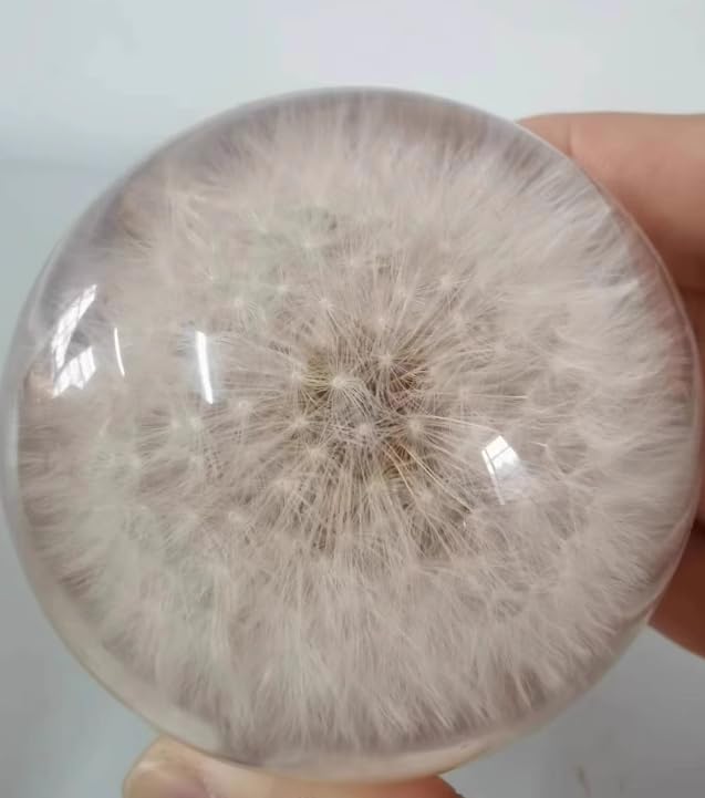 Real Dandelion Specimen in Clear Resin Sphere with Solid Wood Base - 2.36" Preserved Natural Dandelion Display, Botanical Home Decor, Scientific Collectible - color: Dandelion Specimen (2.36" Diameter)