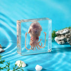 Taxidermy Squid, Real Squid Specimens Animal Specimen in Resin for Science Classroom Science Education, Great Gift for Fans of Taxidermy, Animal Skull, Oddities, Biology (3 x 3 x 1 inch) - color: Squid
