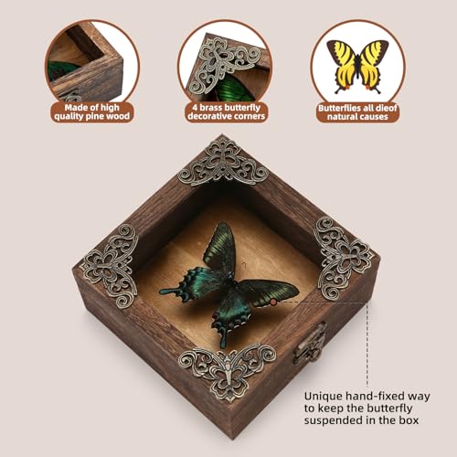 Real Taxidermy Butterfly Shadow Box - Framed Butterfly Taxidermy Meticulously Handcrafted, Goth Gifts Butterfly Decoration Box (Spring-Type Green-Banded Crested Butterfly (Family Papilionidae)) - color: Spring-type Green-banded Crested Butterfly (Family P