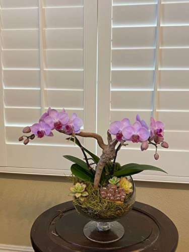 WGV Slant Cut Bowl Glass Vase with Stand, Width 6.5", Height 7", Clear Planter Terrarium, Candy Dish, Fruit Jar for Wedding Party Event, Home Office Decor, 1 Piece - size: Pedestal 7"H