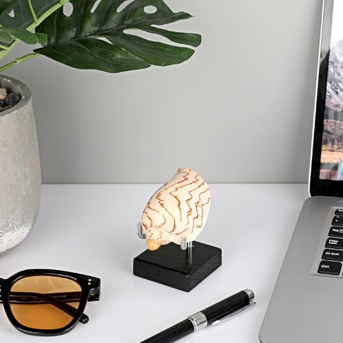 Hipiwe Adjustable Stainless Steel Arms Display Stand Wooden Base Rock Display Small Display Easel Holder for Displaying Fossil Coral Geodes Rock Mineral Agate Plate Seashell and Photos, 2"x2"x3.1" - size: Small