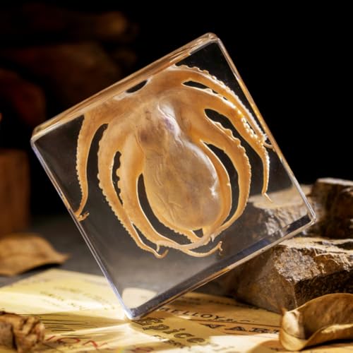 Preserved Octopus Specimen in Resin – Real Taxidermy Octopus Block for Science, Marine Biology, & Oddity Collectors (3" x 3" x 1") – Unique Desk Decor, Classroom Tool, and Gothic Gift - color: Octopus (3" X 3" X 1")